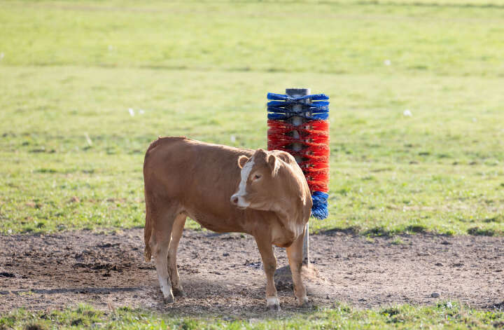HAPPYCOW Pfahlbürste Maxi